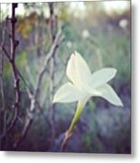 Wild Rain Lily (i Think). Delicate Metal Print