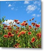 Wild Red Daisies #5 Metal Print