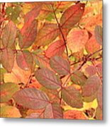 Wild Rose Leaves In Autumn Metal Print