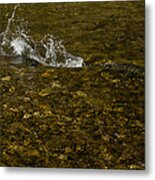 Wild Salmon River Run Metal Print