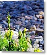 Wild Snapdragons Metal Print