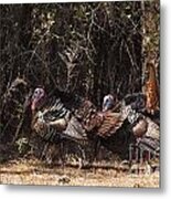 Wild Turkey Gobblers Metal Print