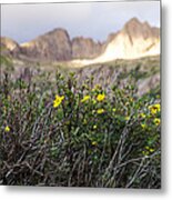 Wildflowers Metal Print