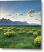 Wildflowers Grand Teton National Park Metal Print