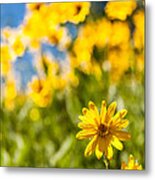 Wildflowers Standing Out Abstract Metal Print