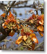 Wiliwili Flowers - Erythrina Sandwicensis - Kahikinui Maui Hawaii Metal Print