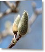 Magnolia Buds Metal Print