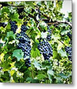 Wine On The Vine Metal Print