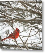 Winter Cardinal Metal Print