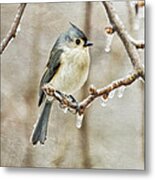 Winter Chill Metal Print