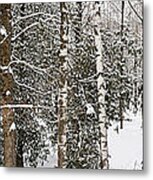 Winter Forest Landscape Panorama Metal Print