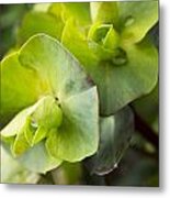 Euphorbia In Winter Green Metal Print