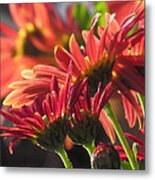 Winter Mums Metal Print