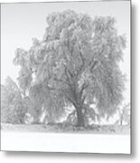 Winter Tree Metal Print