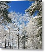 Winter Trees Metal Print