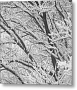 Winter Trees Metal Print