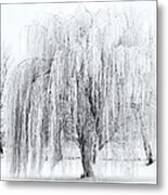 Winter Willow Metal Print