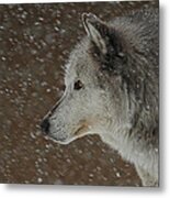 Winter Wolf Metal Print