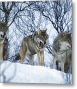 Winter Wolves Metal Print