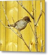Winters End The Sparrows Branch Metal Print