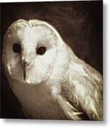 Wisdom Of An Owl Metal Print