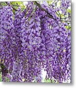 Wisteria Full Bloom Metal Print