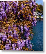 Wisteria On The Wall. Brielle. Netherlands Metal Print