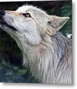 Wolf Metal Print