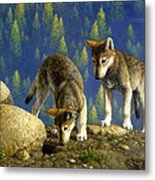 Wolf Pups - Anybody Home Metal Print