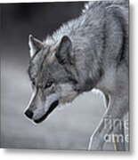 Wolf Metal Print