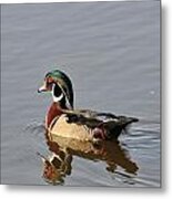 Wood Duck Metal Print