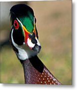 Wood Duck Drake Looking At Me Metal Print