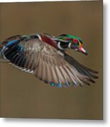 Wood Duck-male In-flight Metal Print