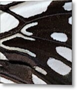 Wood Nymph Butterfly Wing Markings Metal Print