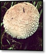 Woodland Funghi #mushroom #toadstool Metal Print