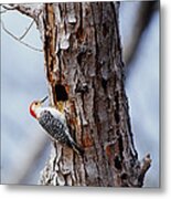 Woodpecker And Starling Fight For Nest Metal Print