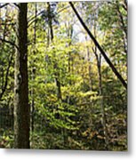 Woods Metal Print