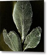 X-ray Leaves Metal Print