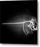 X-ray Of A Flounder Fish Against Black Metal Print