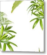 Xxl Tropical Plant Frame Metal Print