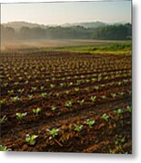 Yankee Farmlands No 2 - Crops And Countryside Metal Print