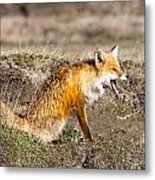 Yawning Alaska Red Fox Metal Print