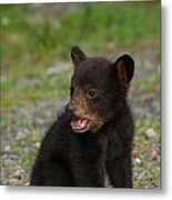 Yawning Bear Cub Metal Print