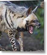 Yawning Striped Hyena Metal Print