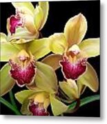 Yellow And Pink Orchids Metal Print
