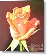 Yellow And Pink Rose Bud In The Sun Metal Print