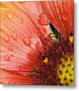 Yellow And Red With Ant Metal Print