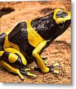 Yellow Banded Poison Arrow Frog Metal Print