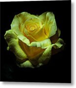 Yellow Beauty Metal Print