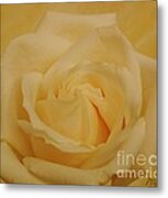 Yellow Beauty Rose Metal Print
